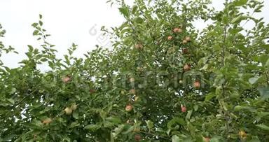 苹果挂在树枝上。 花园里丰收了